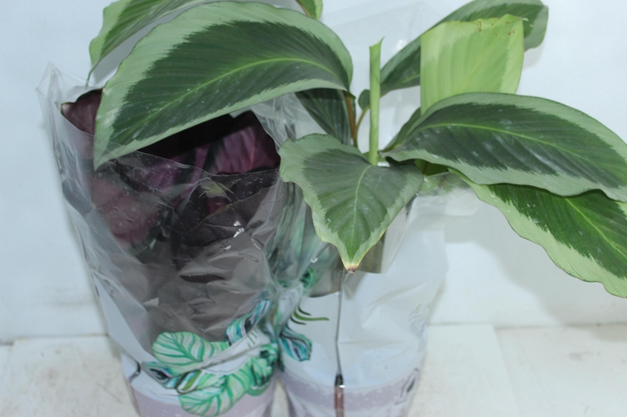 <h4>CALATHEA P17 VARIADO</h4>