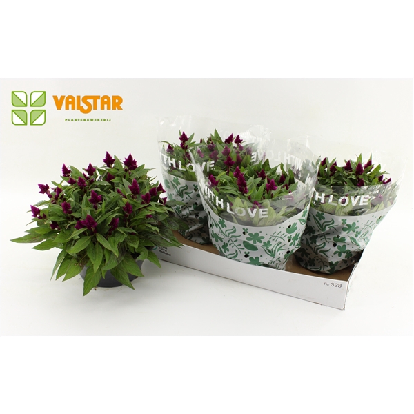 <h4>Celosia argentea Intenz</h4>