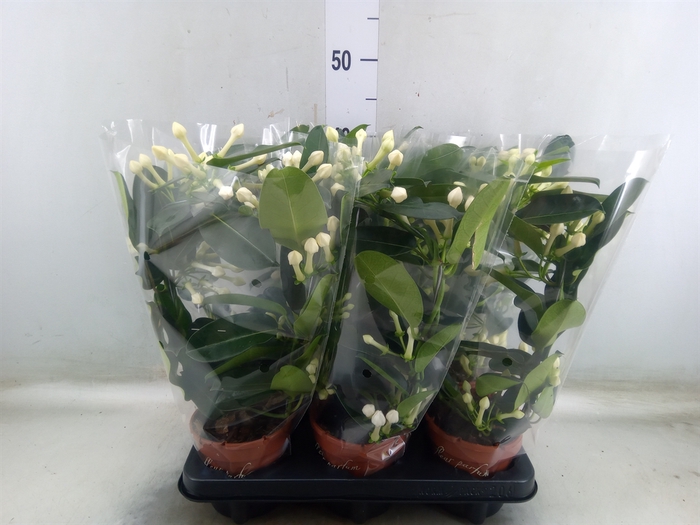 <h4>Stephanotis floribunda   ...</h4>