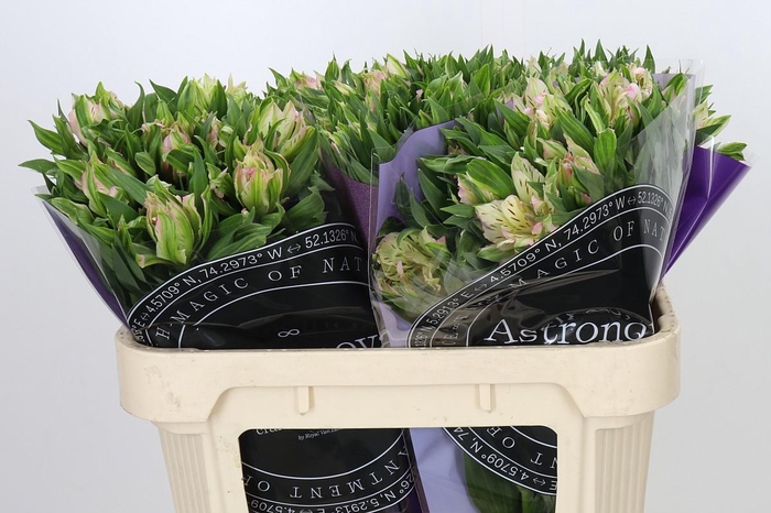 <h4>Alstroemeria Astronova Thabit</h4>