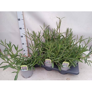 VERBE BONARIENSIS