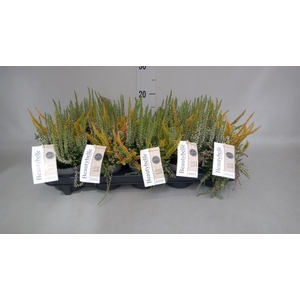 Calluna vulg. 'BeautyS Beautybelle'