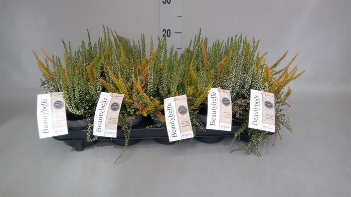 <h4>Calluna vulg. 'BeautyS Beautybelle'</h4>