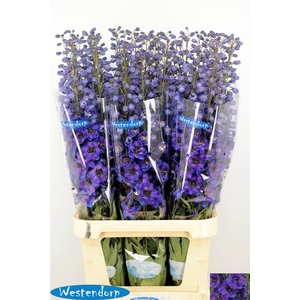 DELPH DU KI FL BLUE