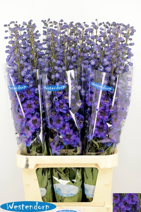 <h4>DELPH DU KI FL BLUE</h4>