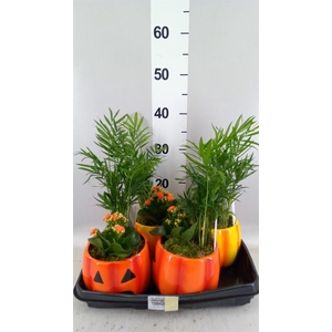 Arr. Planten L%
