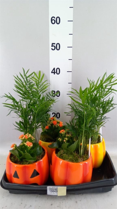 <h4>Arr.    Planten  L%</h4>