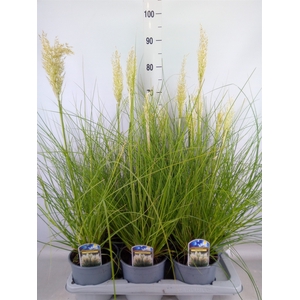 Cortaderia sell. 'Tiny Pampa'