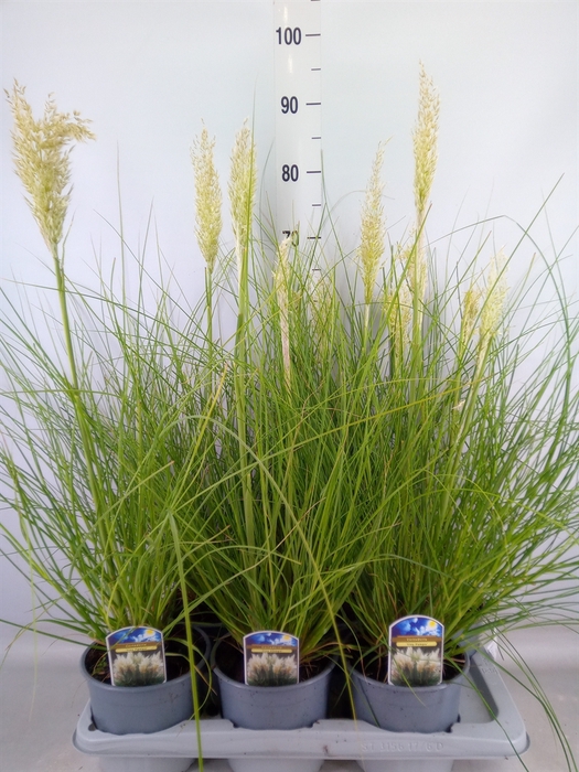 <h4>Cortaderia sell. 'Tiny Pampa'</h4>