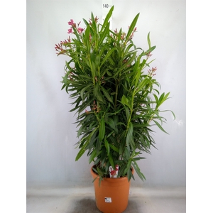 Nerium oleander   ...