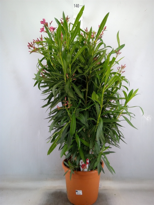 <h4>Nerium oleander   ...</h4>