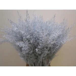 Calamagrostis Brachy L Blauw