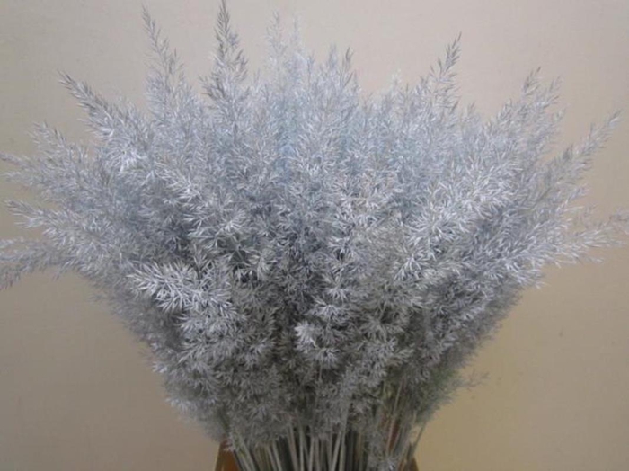 <h4>Calamagrostis Brachy L Blauw</h4>