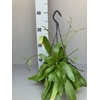 Rhipsalis