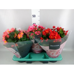 Begonia elat. HL 'Belove'   ...mix