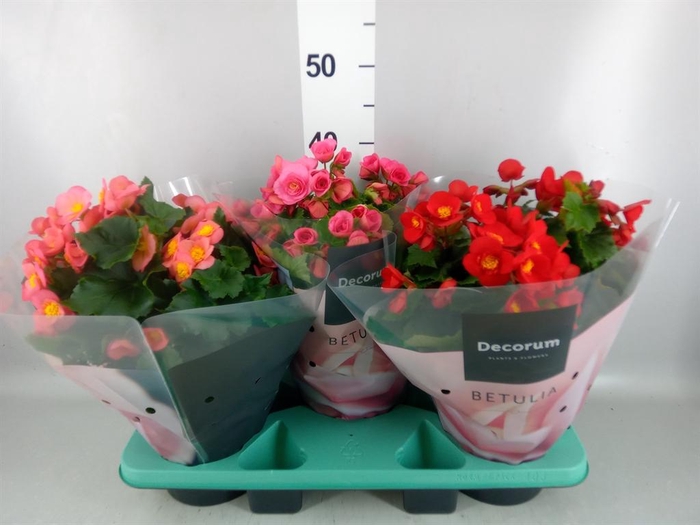 <h4>Begonia elat. HL 'Belove'   ...mix</h4>