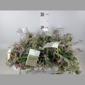 Tradescantia cerinth. 'Sweetness'