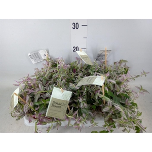 Tradescantia cerinth. 'Sweetness'