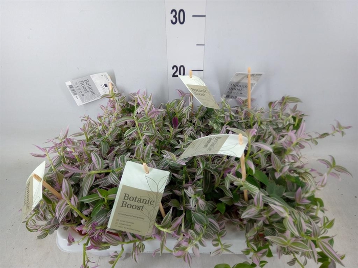 <h4>Tradescantia cerinth. 'Sweetness'</h4>