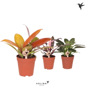 Kolibri Greens Philodendron mix