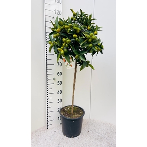 Citrus Kumquat Nagami on stem
