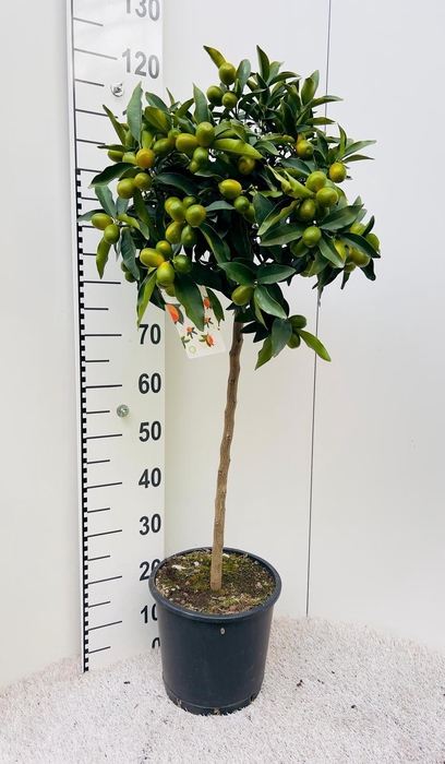 <h4>Citrus Kumquat Nagami on stem</h4>