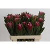 Protea Brenda