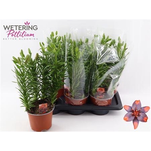 Lil As Ov 4 Pp Min 12 Bloemen+