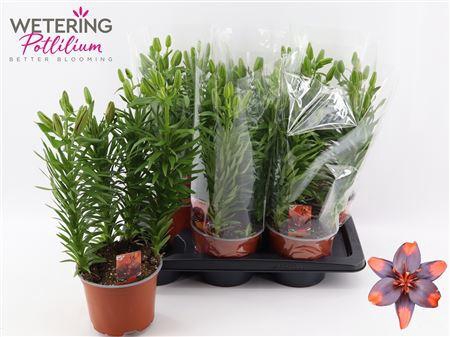 <h4>Lil As Ov 4 Pp Min 12 Bloemen+</h4>