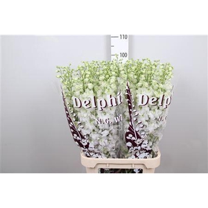 Delphinium DU 'Dewi imp White'