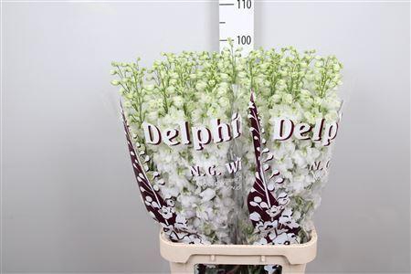 <h4>Delphinium DU 'Dewi imp White'</h4>