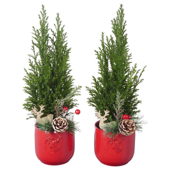 <h4>PTK25153 Ellwoodii in keramiek pot met decoratie</h4>