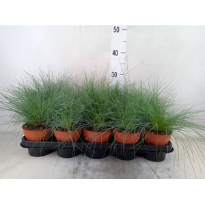 Festuca glauca