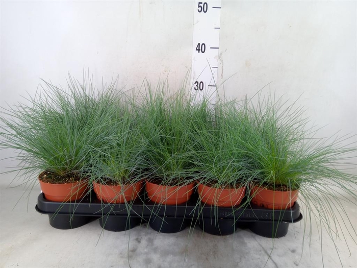 <h4>Festuca glauca</h4>