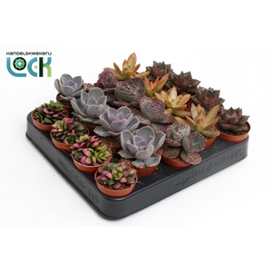 Succulenten Herfst Mix
