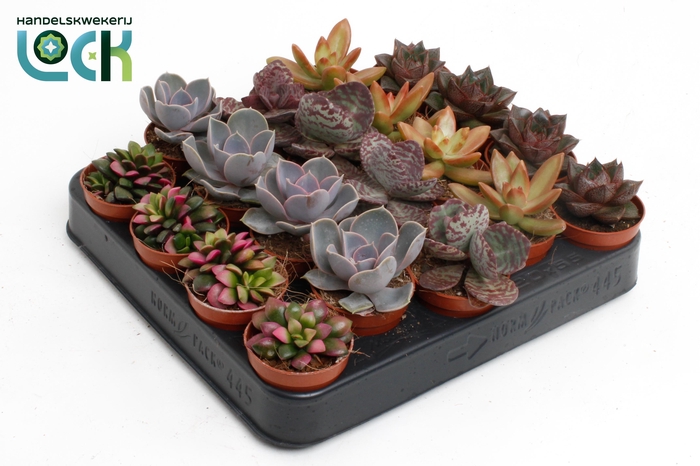 <h4>Succulenten Herfst Mix</h4>