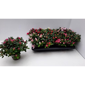 Rhododendron simsii mix 12Ø 25cm 25Ø