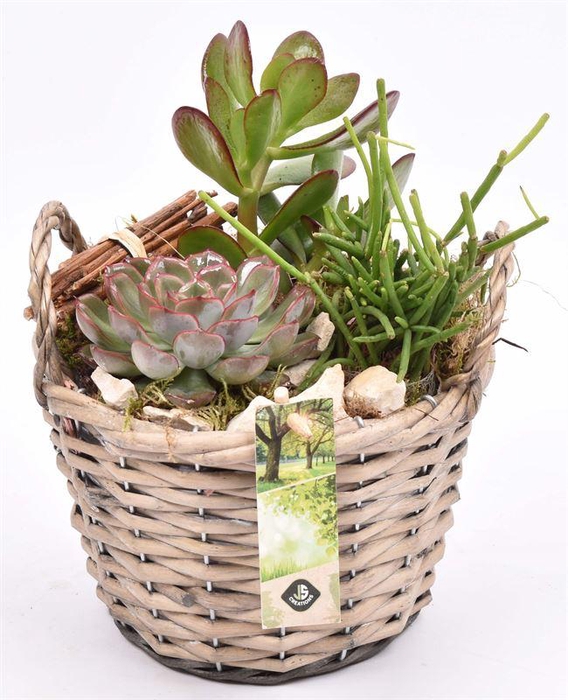 <h4>Wilg mand grijs met oor 18cm</h4>