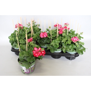 Pelargonium peltatum Mariska (Violet-White)