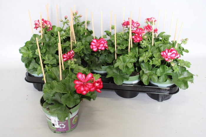 <h4>Pelargonium peltatum Mariska (Violet-White)</h4>