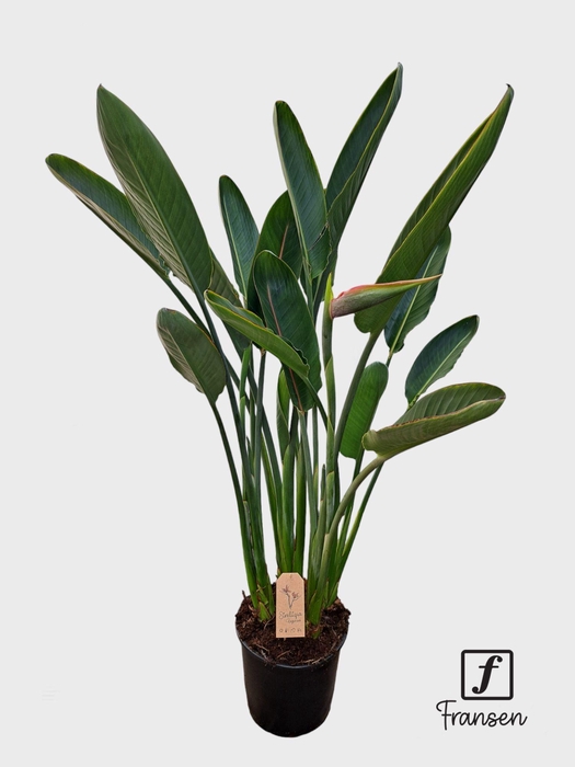 <h4>F Strelitzia Reginae (in knop)</h4>