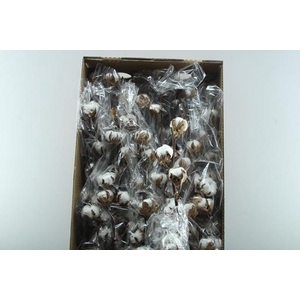 Gossypium Wit (10 Bal)x45 **