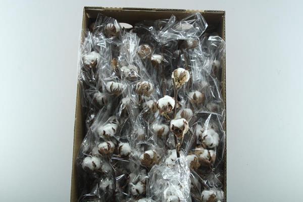 <h4>Gossypium Wit (5 Bal) X70</h4>