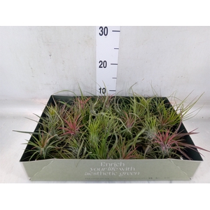 Tillandsia