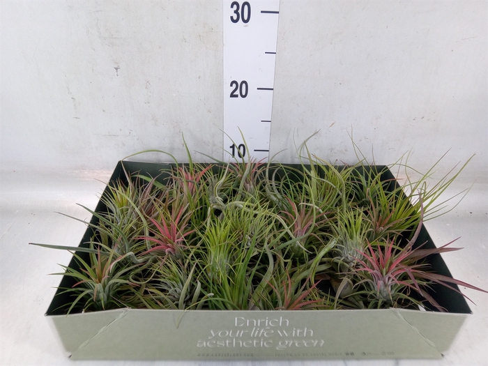 <h4>Tillandsia</h4>
