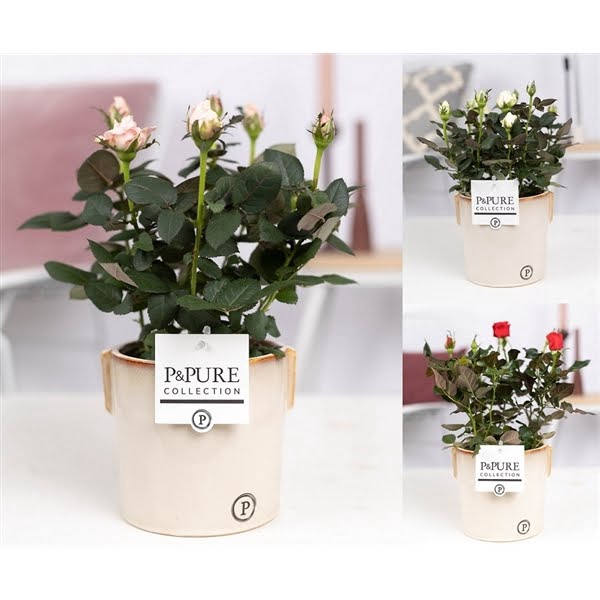 <h4>Rosa gemengd in P&PURE Lauren ceramics</h4>