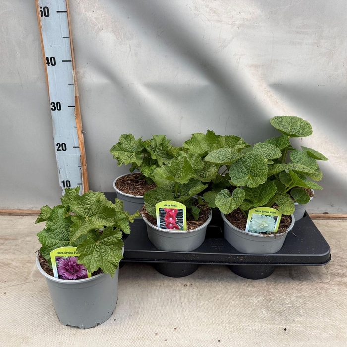 <h4>Alcea   ...</h4>