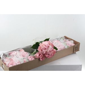 Hydr Rose Gold Select Box