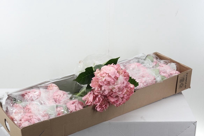 <h4>Hydr  Rose Gold Box</h4>