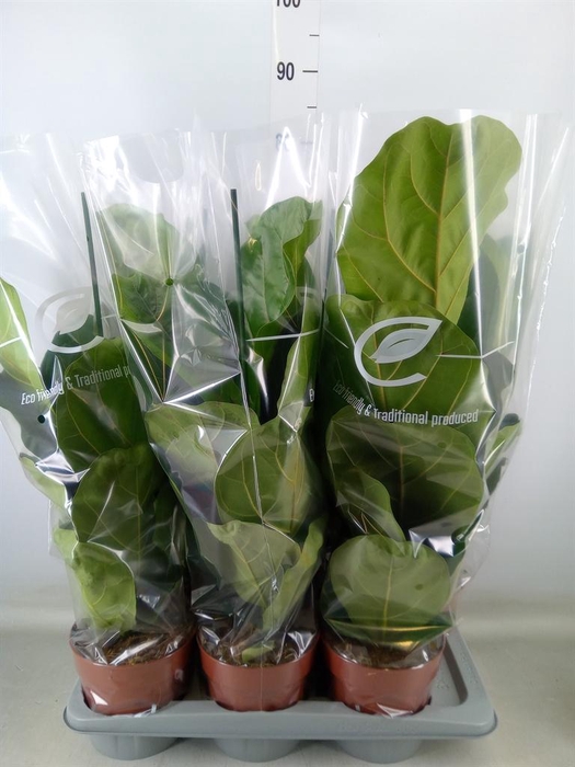 <h4>Ficus lyrata</h4>